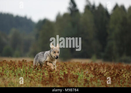 Ejecutando cub de lobo euroasiático en otoño prado - Canis lupus Foto de stock