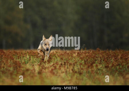 Ejecutando cub de lobo gris en otoño prado - Canis lupus Foto de stock