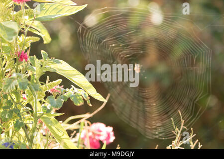 Caribe Callalon El Cultivo De Hortalizas En Un Jardin Ingles Junto Con La Tela De Arana Londres Reino Unido Europa Fotografia De Stock Alamy