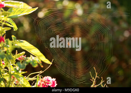 Caribe Callalon El Cultivo De Hortalizas En Un Jardin Ingles Junto Con La Tela De Arana Londres Reino Unido Europa Fotografia De Stock Alamy