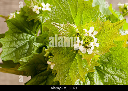 Floración ajo mostaza (Alliaria petiolata) - plantas silvestres comestibles que crecen en primavera