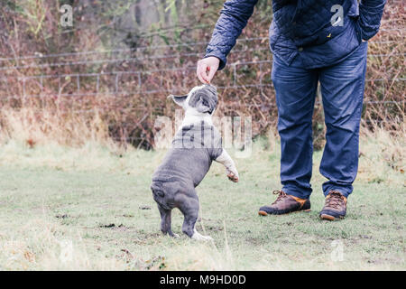 Azul / Inglés cachorro Bulldog Británico dando un paseo por la campiña, REINO UNIDO