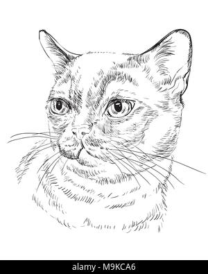 Contorno vectorial monocromo retrato de curioso gato birmano en color negro. Dibujo a mano ilustración aislado sobre fondo blanco. Ilustración del Vector