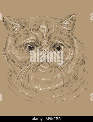 Contorno vectorial monocromo retrato de curiosos y sorprendidos exótico Shorthair Cat en los colores blanco y negro. Ilustración de dibujo a mano alzada en la ceja aislado Ilustración del Vector