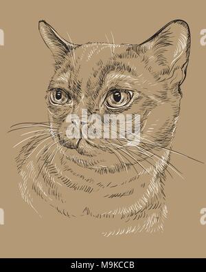 Contorno vectorial monocromo retrato de curioso gato birmano en los colores blanco y negro. Dibujo a mano ilustración aislado sobre fondo marrón Ilustración del Vector