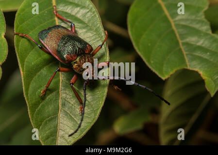 Una especie de escarabajo del Perú tropical, encontró sentada en esta paginación en la selva tropical. Foto de stock