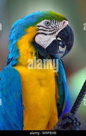 Guacamayo azul y amarillo (Ara ararauna), retrato animal, cautiva,