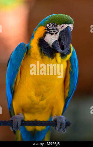 Guacamayo azul y amarillo (Ara ararauna) se sienta en la barra, cautiva,