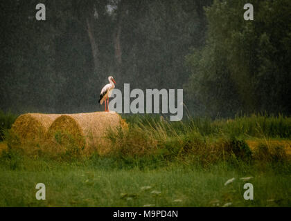 Cigüeña blanca de pie en el heno en lluvia perdurable Foto de stock