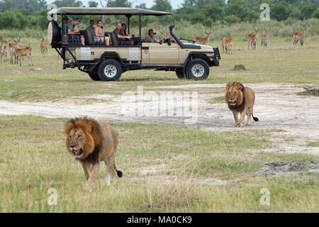 Leones africanos (Panthera leo). Que está siendo observada por los eco-turistas de safari desde un vehículo de cuatro ruedas a cara abierta.