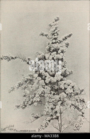 . Ellwanger &Amp; Barry's catálogo general de frutas &Amp; árboles ornamentales, rosas etc