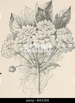 . Ellwanger &Amp; Barry's catálogo general de frutas &Amp; árboles ornamentales, rosas etc