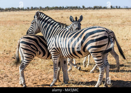 Las cebras de montaña Hartmann (Equus zebra hartmannae) . El Parque Nacional de Etosha, Namibia Foto de stock