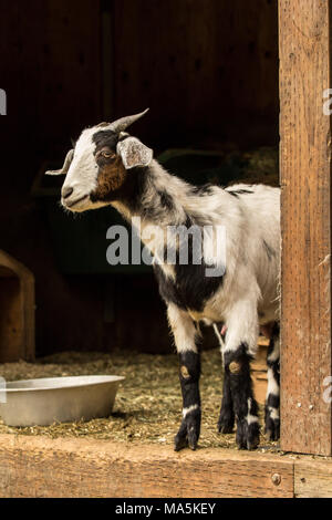 Doe adultos de raza mixta y Nubian cabra Boer mirando en el granero Foto de stock
