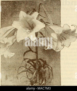 Lilium Lilium formosanum philippinense-Hardy Lirios 2987 Philippinense  formosanum. Un lirio verdaderamente notable con umbelas de grandes,  blancas, flores en forma de trompeta larga, como un lirio de Pascua. Las  plantas florecerán