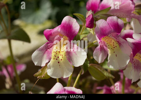 Trompeta con forma de rosa y blanco mono chileno naiandinus Mimulus flores. Foto de stock