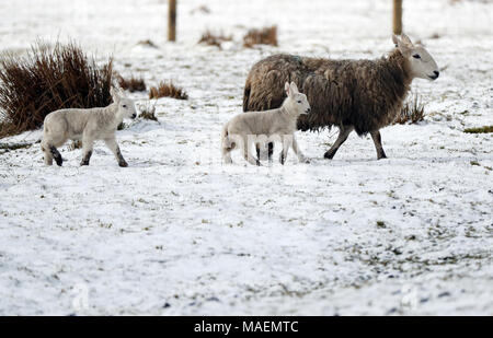 Una vista general de las ovejas y sus corderos en los campos cubiertos de nieve cerca de Nenthead, Cumbria, como los meteorólogos han advertido de traicioneras condiciones de conducción para vacaciones de Pascua con la nieve y las lluvias torrenciales en el camino. Foto de stock