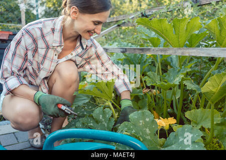 Mujer en su jardín cosechar pepinos o calabacín Foto de stock