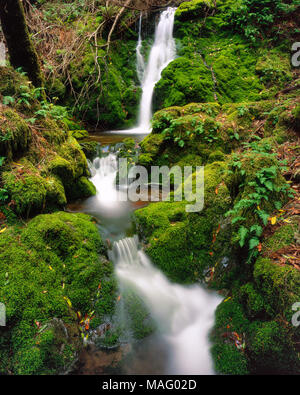 Moss Falls, Cataratas Canyon, el Monte Tamalpais, Marin County, California