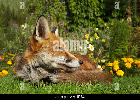 Zorro Rojo tumbado en el jardín con flores, el verano en el Reino Unido.