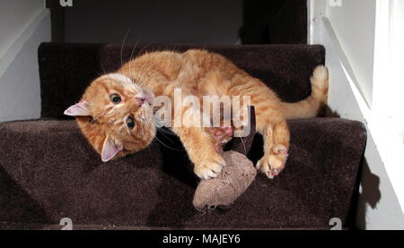 Jengibre gato jugando en las escaleras