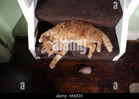 Jengibre gato jugando en las escaleras