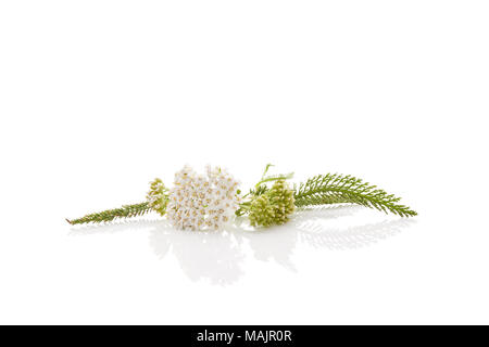 Planta medicinal milenrama aislado sobre fondo blanco. Achillea millefolium, planta medicinal.