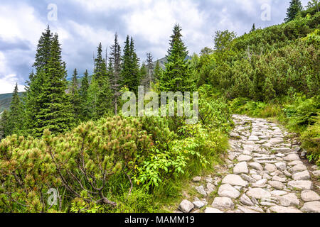 Verde paisaje con senderos de montaña en el desierto, la carretera con piedras conduce a través de la espesura de pinos y abetos en Highlands Foto de stock