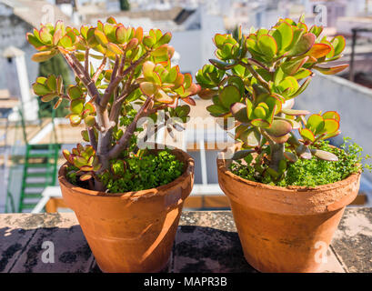 Dos plantas de jade (Crassula ovata) que son plantas suculentas que crecen en macetas de terracota en un balcón en España, la planta se conoce también como árbol de dinero Foto de stock