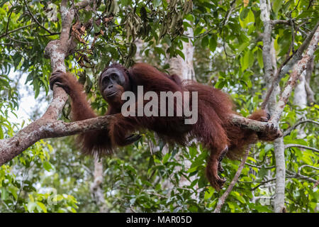 Bornean macho de orangután (Pongo pygmaeus) en Camp Leakey dock, Borneo, Indonesia, Sudeste Asiático, Asia
