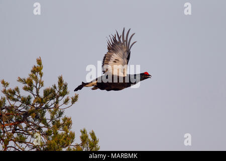 Negro urogallo (Tetrao tetrix, Lyrurus tetrix). Macho (blackcock) volar desde la copa de un árbol. Suecia Foto de stock