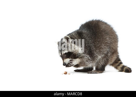 Mapache comiendo Imágenes recortadas de stock - Alamy