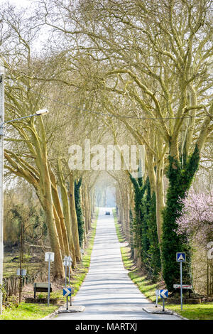 El pequeño país inclinado carretera saliendo de la aldea de Rozay-en-Brie al sur, bordeado por dos hileras de árboles, en la campiña francesa. Foto de stock