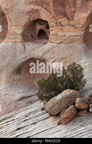 Cliff ruina de la masacre Cueva Mirador, Monumento Nacional Cañón de Chelly, Arizona Foto de stock