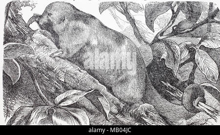 Kleiner AmeisenbÃ¤r, NA¶rdlicher Tamandua, Tamandua mexicana. Norte, tamandua Tamandua mexicana, es una especie de Tamandua, un oso hormiguero, mejor reproducción digital de un original de impresión desde el año 1895