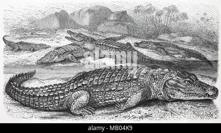 Nilkrokodil, Crocodylus niloticus, afrikanisches Krokodil. El cocodrilo del Nilo, Crocodylus niloticus, es un cocodrilo africano, mejor reproducción digital de un original de impresión desde el año 1895