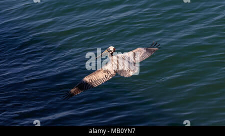 Pelican se desliza sobre el agua, vista superior de Sanibel Causeway, Florida, EE.UU.