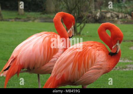 Un par de coloridos flamencos, cuyo color naranja es muy llamativo plumaje contra el pasto verde fresco de la primavera