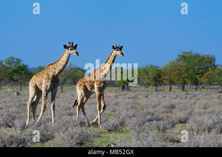 Jirafas angoleñas (Giraffa camelopardalis angolensis), dos jóvenes caminando, el Parque Nacional de Etosha, Namibia