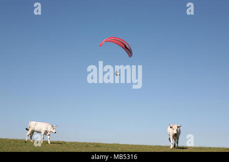 Ala delta y bovinos Foto de stock