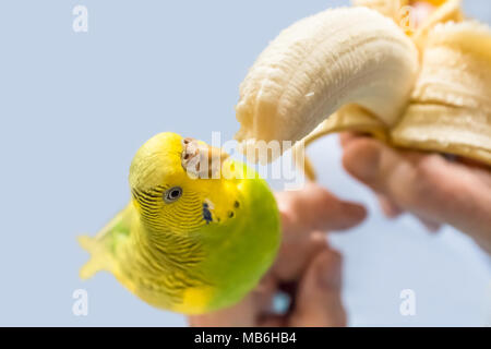 Verde y amarillo pet budgericar perico siendo alimentados a mano un plátano pelado Foto de stock
