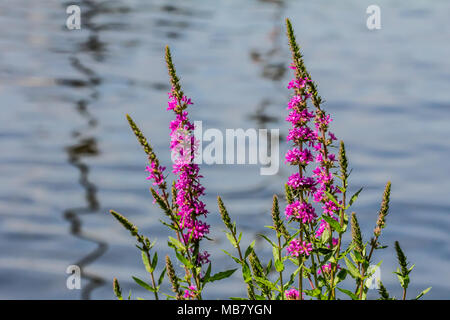 Hermosas flores frescas púrpura sobre un lago en el fondo. Lupinus, altramuz o lupino