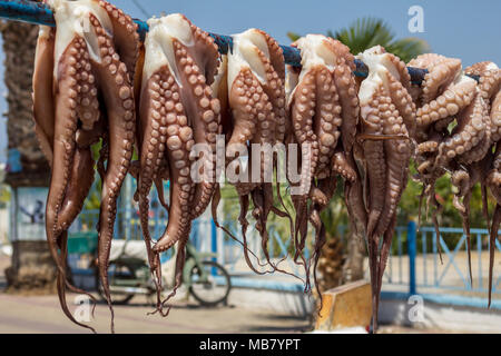 El pulpo fresco cuelgan a secar al sol, la manera de cocinar tradicional mediterránea pulpos, Octopoda Foto de stock