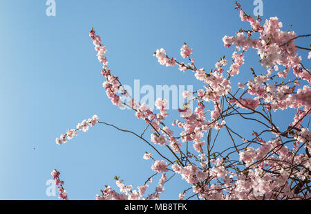 Flor de cerezo en las ramas contra el cielo azul profundo Foto de stock