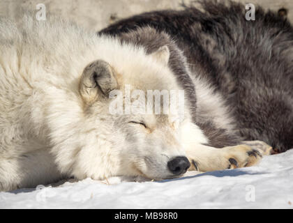 Un sueño de lobo gris (Canis lupus) en el Saskatoon Silvicultura Farm Park y el zoológico en Saskatoon, Saskatchewan, Canadá.