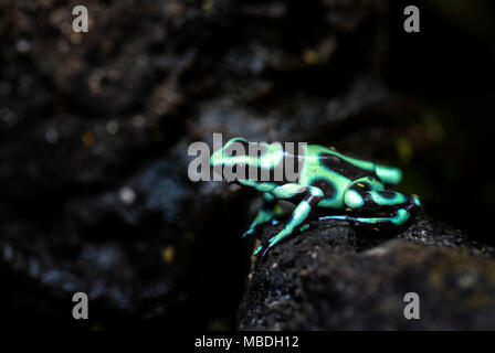Dart - Rana Venenosa Dendrobates auratus, la ranita verde y negra del bosque de América Central, Costa Rica.