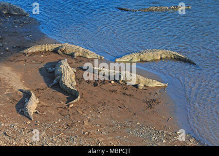 El cocodrilo de agua salada (Crocodylus porosus), Río Térraba, Costa Rica Foto de stock