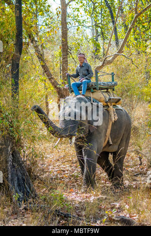 Mahout sobre un elefante indio o asiático, Parque Nacional Bandhavgarh, tala, Madhya Pradesh, India Foto de stock