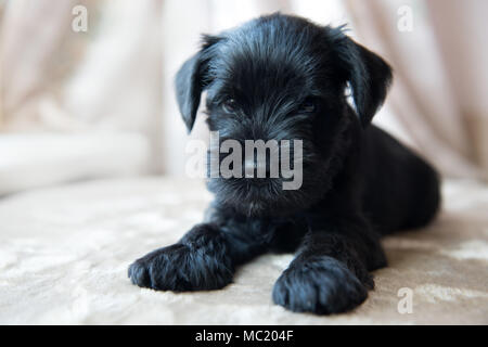 Schnauzer miniatura cachorro Foto de stock
