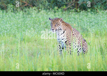Jaguar (Panthera onca) sentado en humedales, mirando a la cámara, el Pantanal de Mato Grosso, Mato Grosso, Brasil